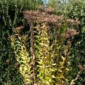 Vernonia arkansana = crinita automne
